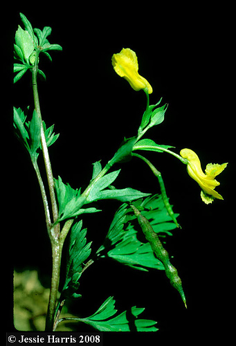 Corydalis Flavula